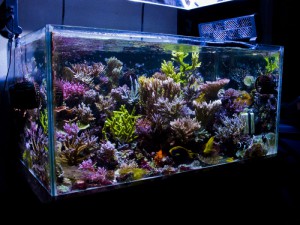 aquarium